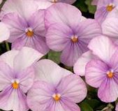 VIOLA SORBET LAVENDER PINK -  Untreated Edible flower SEEDS - 50 seeds