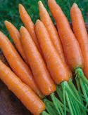 Carrot Nantes Seed - 25 Seeds