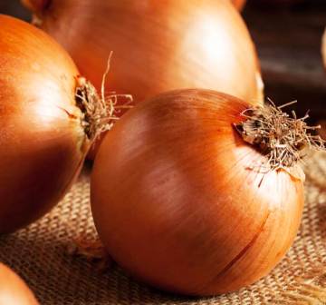 Onion Texas Grano - 125 Seeds