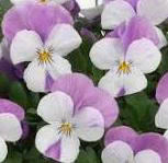 Viola Sorbet Pink Wing - Edible Flowers - 50 Seeds