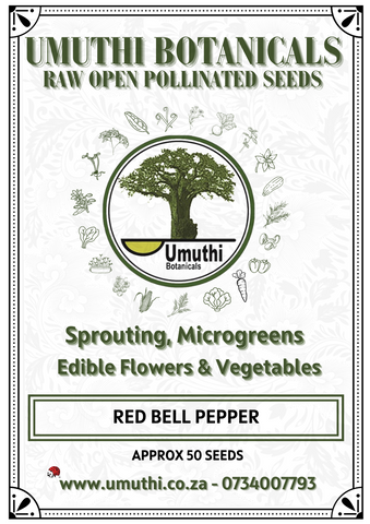 Red bell pepper - Capsicum Santorini - Approx 50 seeds - Raw Open Pollinated
