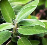 Sage - Approx 30 seeds - Raw Open Pollinated
