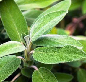 Sage Herb - 30 Seeds