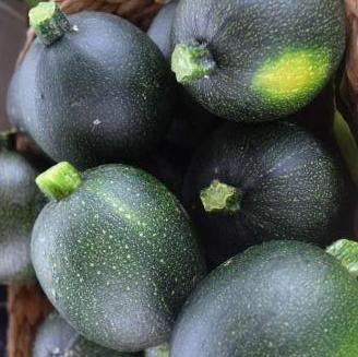Gem Squash - Rolet - 50 Seeds