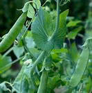 Peas Sugar Snap - 20 Seeds