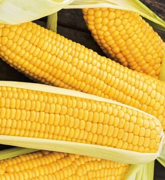 Sweetcorn - Overland - 25 Seeds