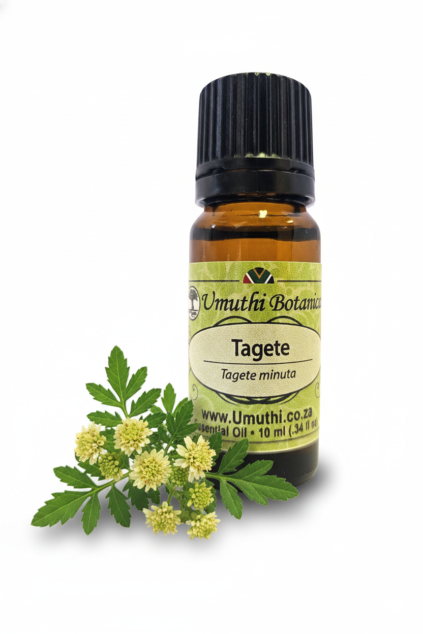 TAGETES OIL -Tagetes minuta