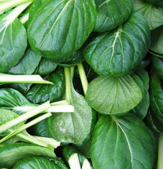 Tatsoi - 150 Seeds