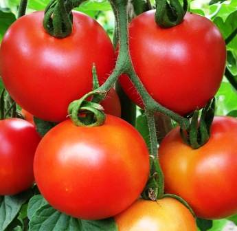 Tomato Money Maker - 125 Seeds