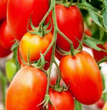 Tomato Roma VF - Approx 125 - Raw Open Pollinated