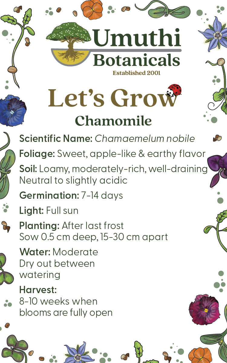 Chamomile Seed - Edible Flowers - 5 grams