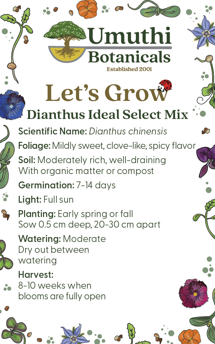 Dianthus Ideal Select Mix - Edible Flowers - 50 Seeds