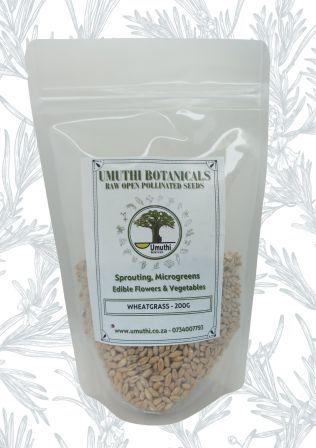 WHEATGRASS SEEDS - Sprouting Seeds - Triticum Aestivum - Natural & Untreated - Microgreens