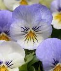 Viola Sorbet YTT XP - Edible Flowers - 50 Seeds