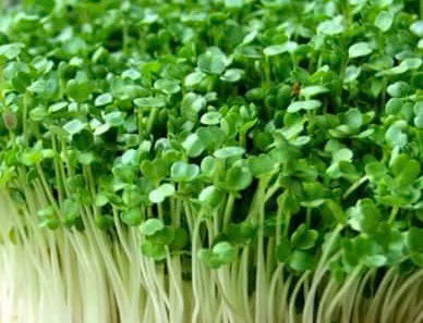 Alfalfa Seed - Microgreen & Sprouting Seeds