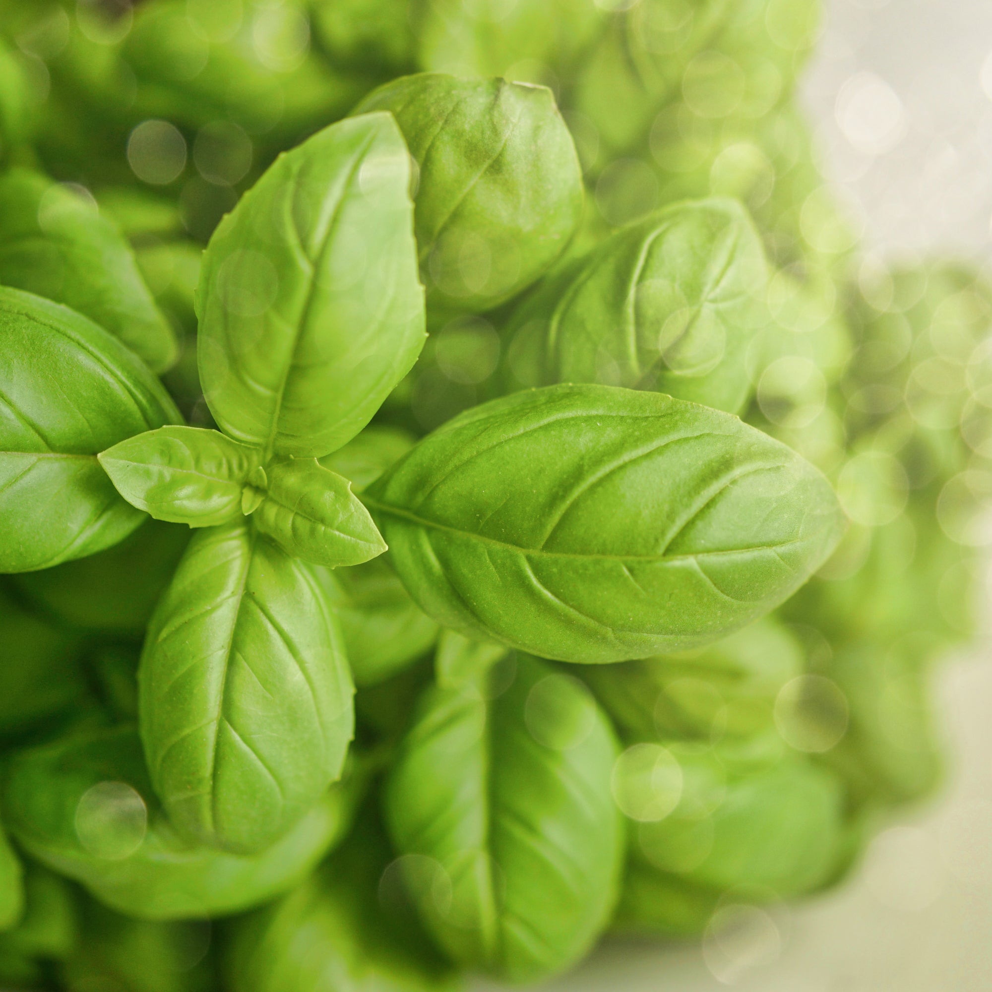Basil Sweet Seed - Microgreen & Sprouting Seeds