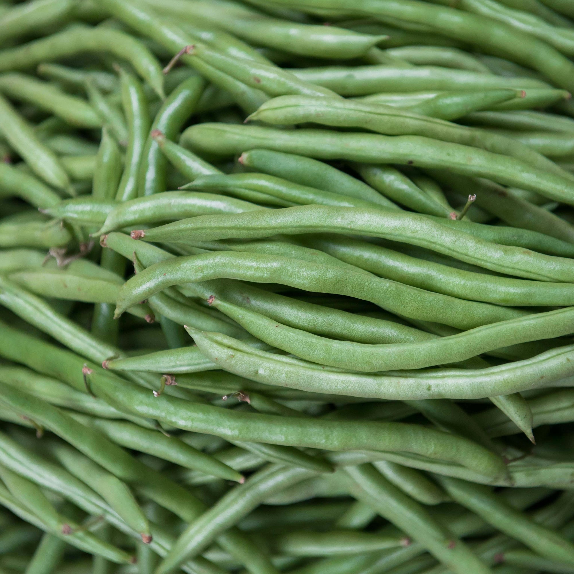 Beans - Lazy Housewife - 10 Seeds