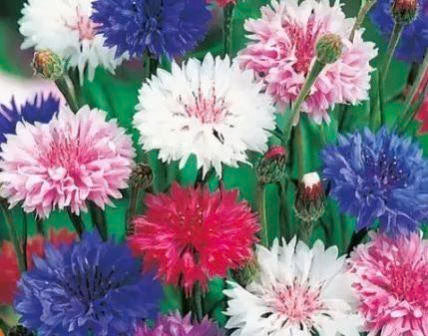 Cornflower Seed Mix - Edible Flowers - 5 grams