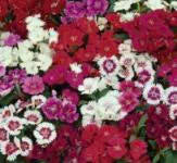 Dianthus Ideal Select Mix - Edible Flowers - 50 Seeds
