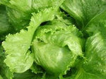 Lettuce -  Great Lakes - Approx 300 seeds - Raw Open Pollinated