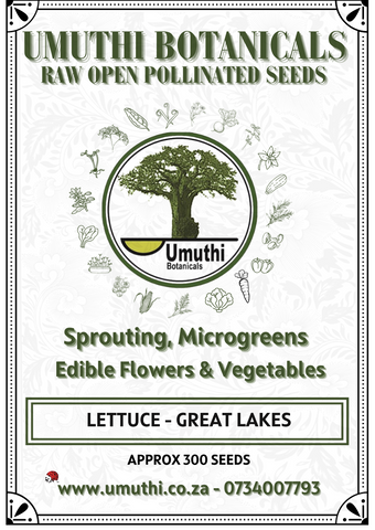 Lettuce -  Great Lakes - Approx 300 seeds - Raw Open Pollinated