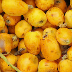 Marula Organic - Carrier Oil