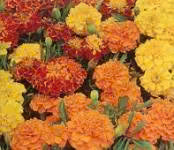 Marigold Bonita Seed Mix - Edible Flowers - 5 grams