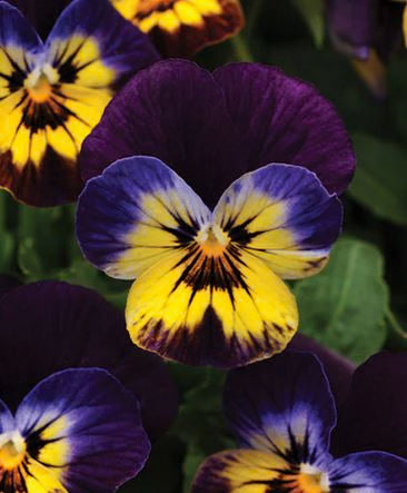 Viola Midnight Glow - Edible Flowers - 50 Seeds