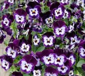 Viola Sorbet Purple Face XP - Edible Flowers - 50 Seeds