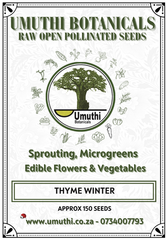 Thyme Winter - Approx 150 seeds - Raw Open Pollinated