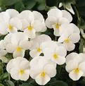 Viola Sorbet White XP - Edible Flowers - 50 Seeds