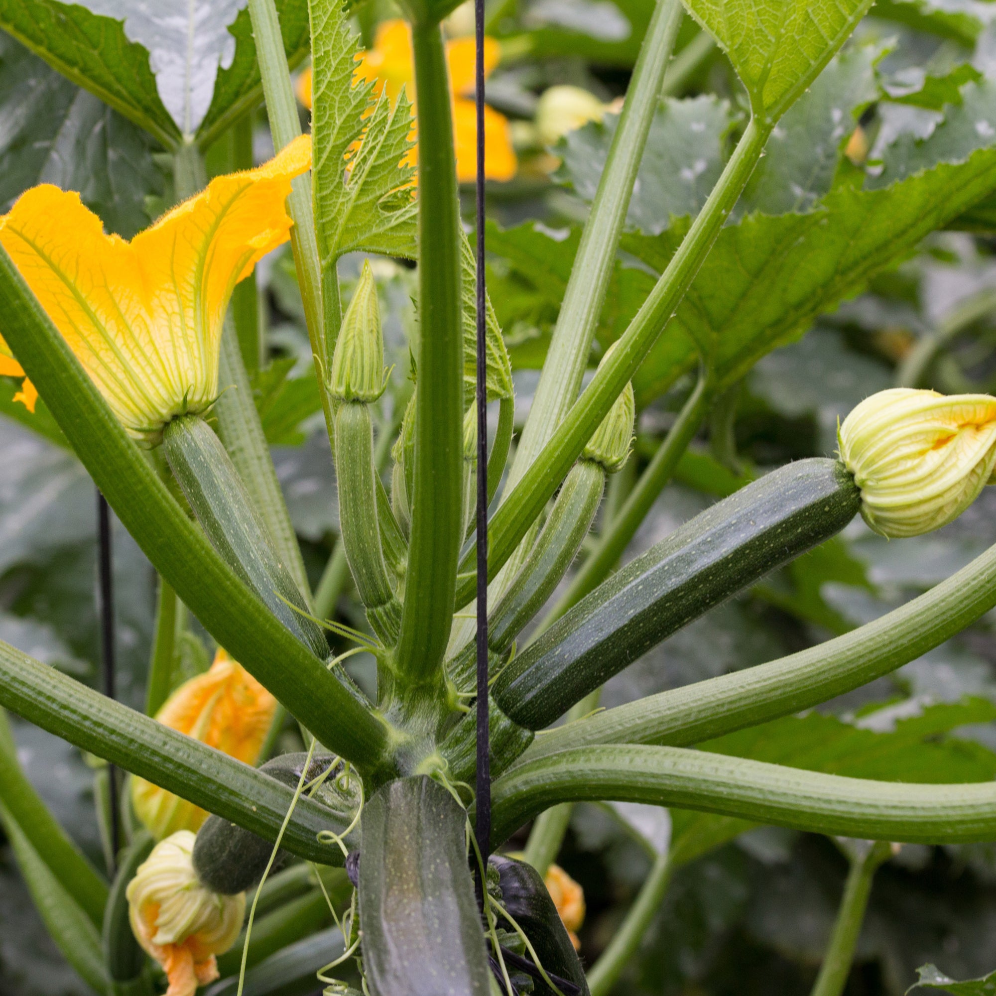 Baby Marrow - 40 Seeds