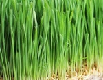 Barley Grass Seeds - Hordeum Vulgare - Conventional GMO - Microgreens