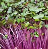 Red Cabbage - Natural & Untreated - Microgreen Seeds