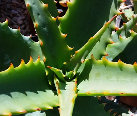Aloe Ferox Oil Botanical name - Aloe Ferrox