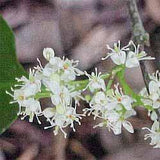 Amyris Oil Botanical name: Amyris balsamifera