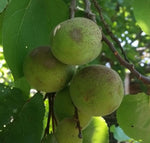 Apricot kernel oil Botanical name: Prunus Armeniaca
