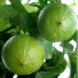 Bergamot oil Botanical name: Citrus bergamia