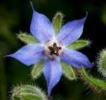BORAGE  AZURE BLUE -  Untreated Edible flower seeds - 5g