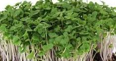BROCCOLI  - Brassica Oleracea -  Microgreen Seeds - Raw Open Pollinated