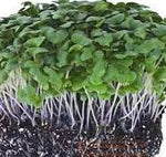 CHINESE CABBAGE Heirloom SEEDS - Brassiica Rapa Subspecies Chinensis - Microgreens