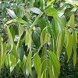Cassia oil Botanical name: Cinnamomum cassia
