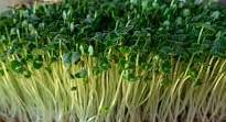 CHIA SEEDS - Salvia Hispanica - Microgreens  - Conventional Seed