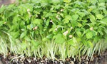 CORIANDER - Microgreen Heirloom Seed