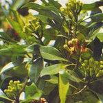 Clove leaf oil Botanical name: Syzygium aromaticum