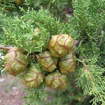 Cypress oil Botanical name: Cupressus sempervirens