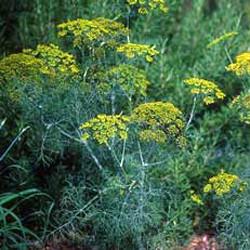 Dill oil Botanical name: Anethum graveolens