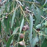 Eucalyptus oil (blue gum) Botanical name: Eucalyptus globulus