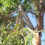 Eucalyptus oil (gully gum) Botanical name: Eucalyptus smithii