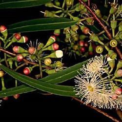 Eucalyptus oil (lemon) Botanical name: Eucalyptus citriodora